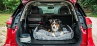 Собачья жизнь в Nissan X-Trail